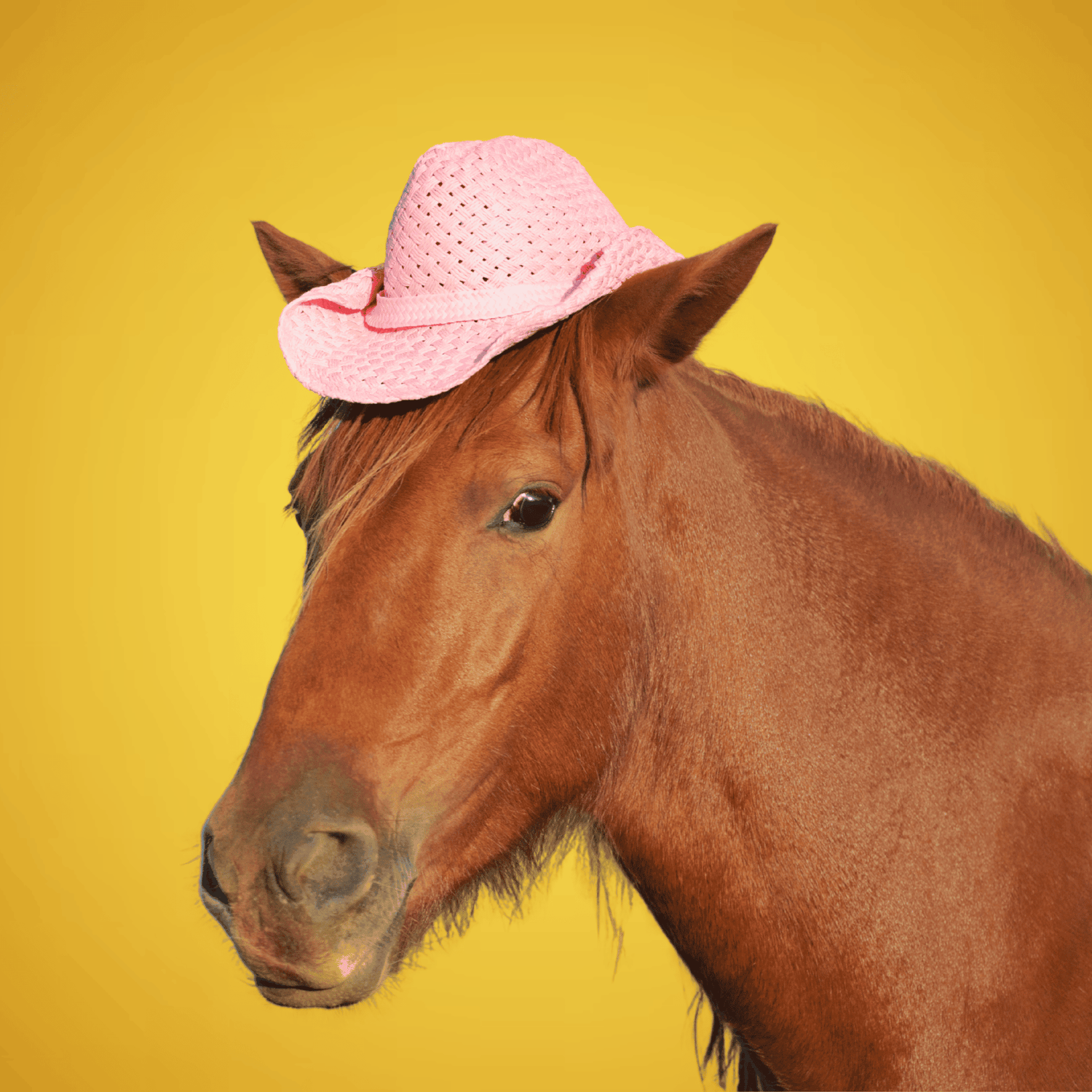 animal hats